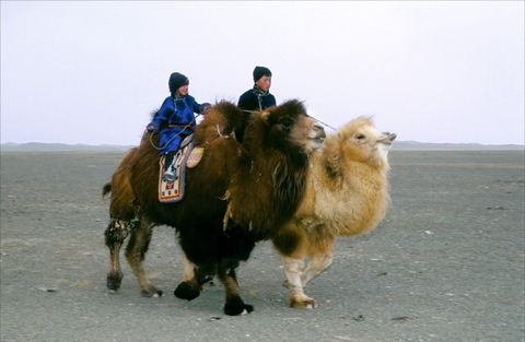 fifforum mongolei